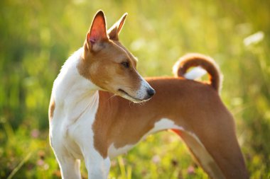 Kızıl saçlı av köpek alan yeşil çimen
