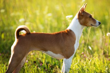 Kırmızı köpek ayakta ve bir yer arıyorum