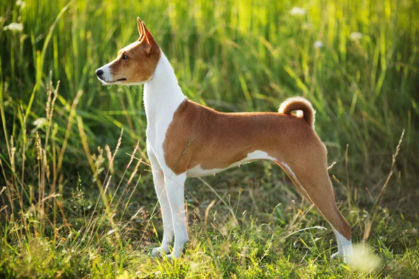 สายพันธุ์สุนัขล่าสัตว์ Basenji — ภาพถ่ายสต็อก