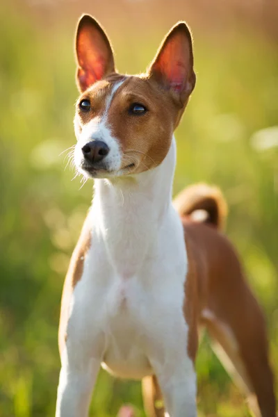Lovecký pes plemeno basenji — Stock fotografie