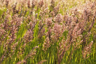 Yüksek otların arasında alan