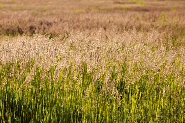 Hoog grasveld — Stockfoto