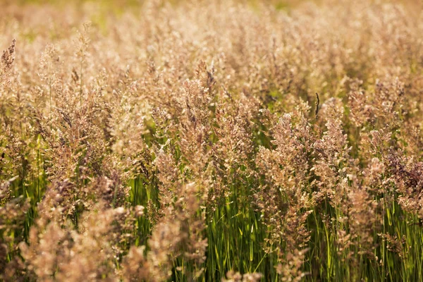 Hög grönt gräs i fältet varm sommardag — Stockfoto