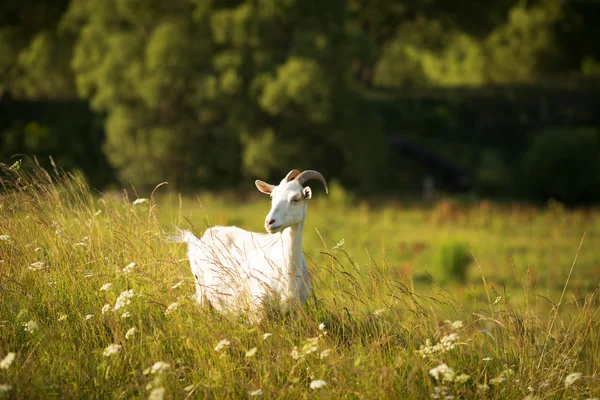 Biały koza pasie na zielony łąka — Zdjęcie stockowe