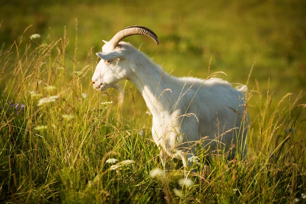 Белая коза ест траву на зеленом лугу — стоковое фото