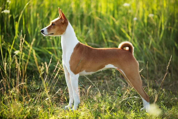 Caccia cane razza Basenji — Foto Stock