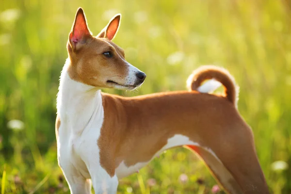 Cão de caça de pêlo curto olha em algum lugar — Fotografia de Stock