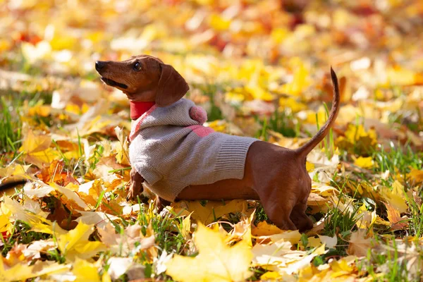 Brown Dachshund Knitted Sweater Yellow Autumn Leaves — Stock Photo, Image