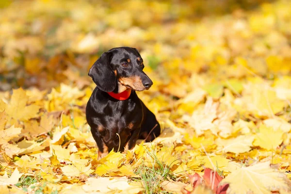 Black Dachshund Red Collar Sits Yellow Maple Leaves Looks Away — Stock Photo, Image