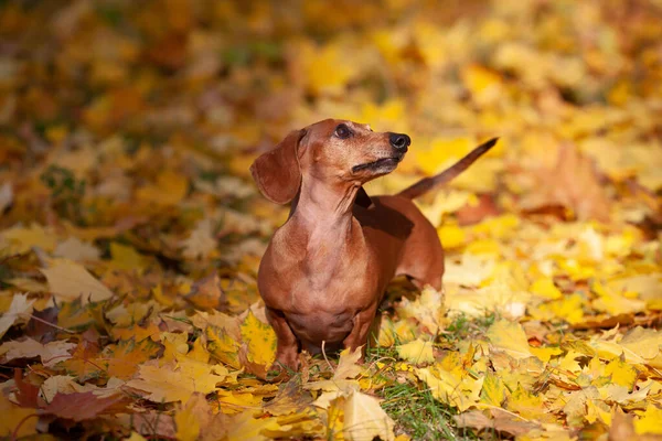 Brown Dachshund Yellow Maple Leaves Autumn — Stock Photo, Image