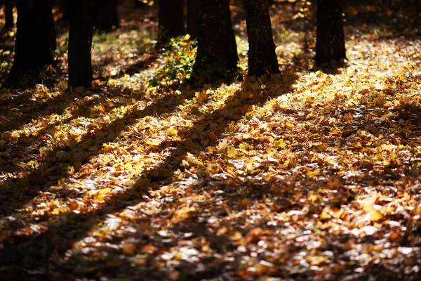 秋の晴れた日には黄色のカエデの葉で地面が広がっています — ストック写真