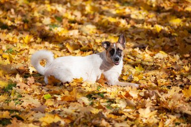 Açık bej renkli köpek sarı sonbahar akçaağaç yapraklarının üzerinde uzanıyor.