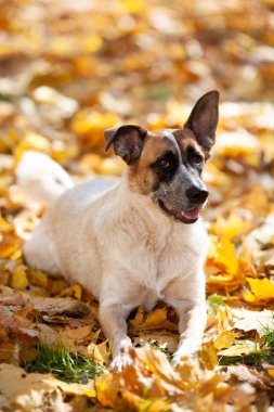Sarı akçaağaç yapraklarının üzerinde siyah ağızlıklı açık bej bir köpek yatıyor.