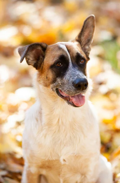 Cane Beige Chiaro Con Muso Nero Sfondo Foglie Autunnali Gialle — Foto Stock