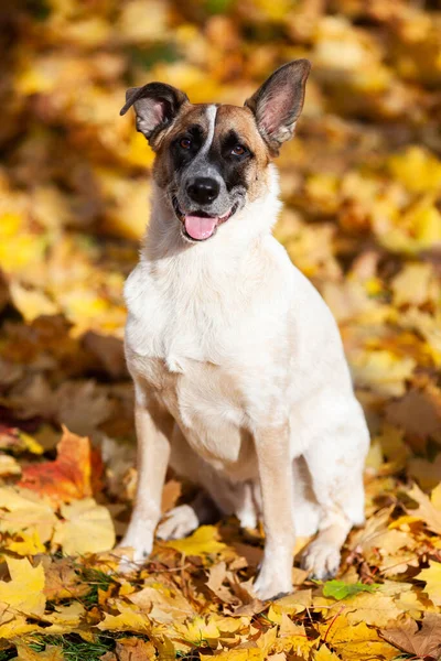 Jasnobeżowy Pies Siedzi Żółtych Jesiennych Liściach — Zdjęcie stockowe