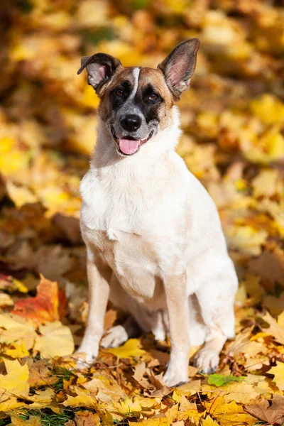 Luce Cane Beige Siede Foglie Giallo Autunno — Foto Stock