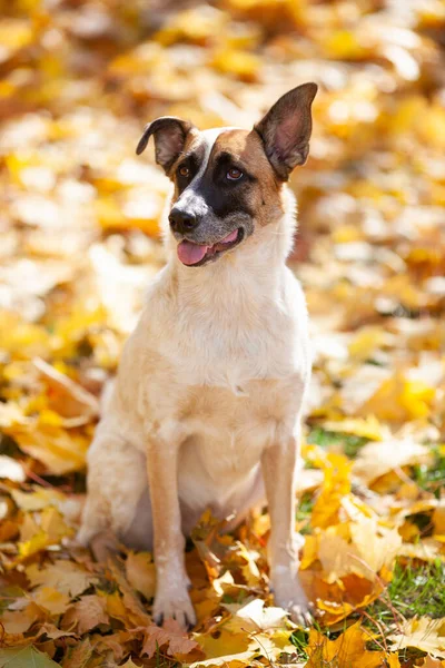 Light Beige Dog Black Muzzle Sits Yellow Maple Leaves Sunny — Stock Photo, Image