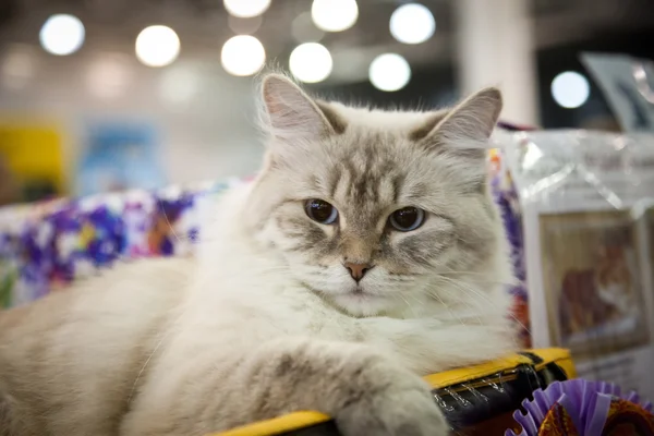 Gatto siberiano — Foto Stock