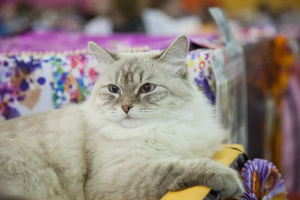 Gatto siberiano — Foto Stock