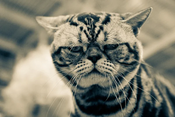 Американська короткошерста кішка — стокове фото