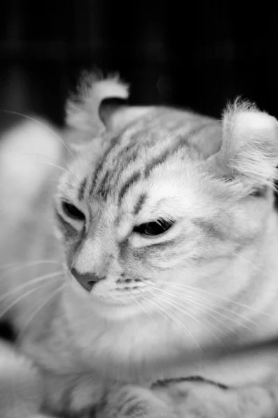 アメリカン カール猫 — ストック写真