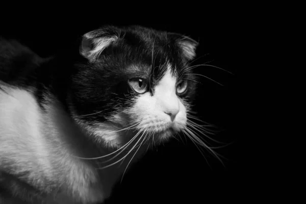 Cute two-colored scottish fold cat on a black background. — Stock Photo, Image