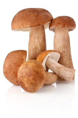 Beş cep (boletus mantarı)