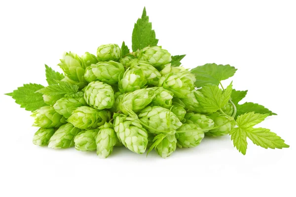 Hopfen mit grünem Blatt und Zweig — Stockfoto