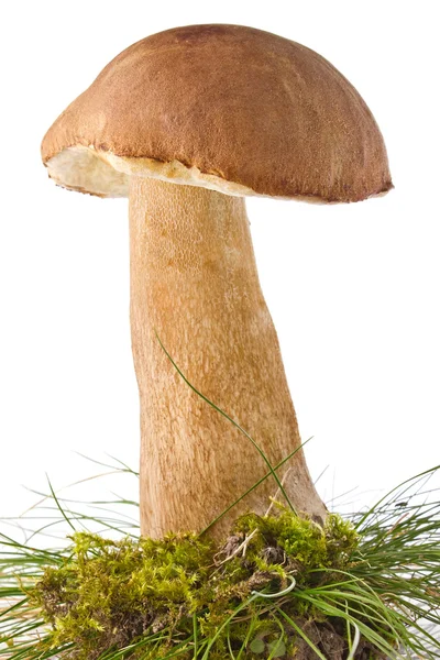 Cep (boletus edulis) in moss and grass — Stock Photo, Image