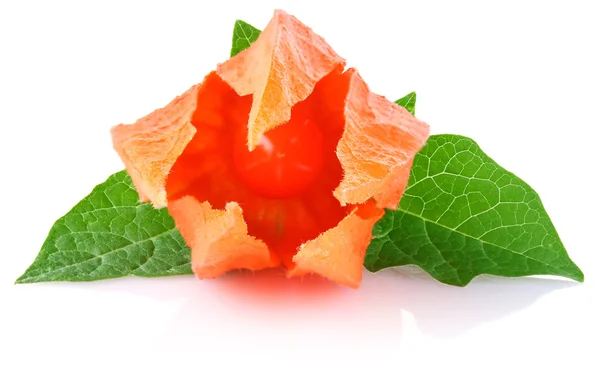 Flor y fruta invierno cereza con hoja verde Imagen de stock