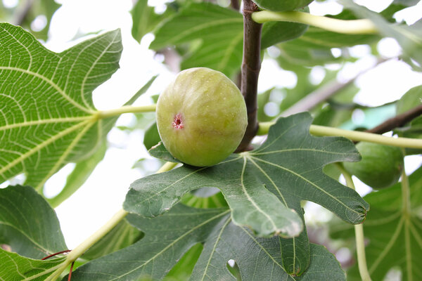 Ripe fig