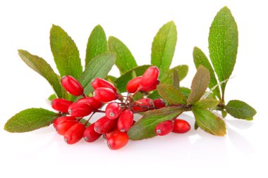 Ripe barberries on branch with green leaf clipart