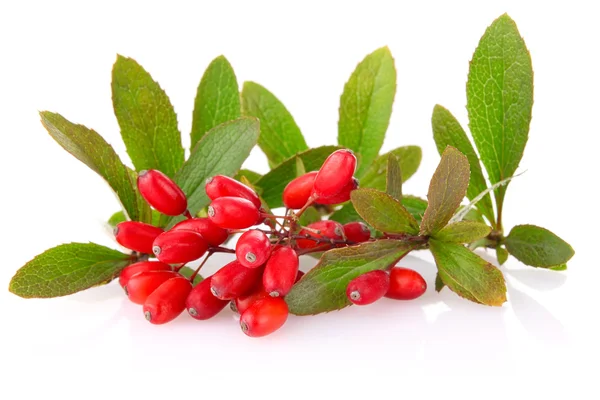 Ripe barberries on branch with green leaf