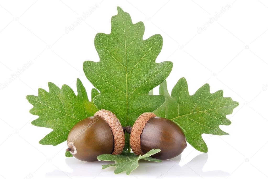 Ripe acorn with green leaves