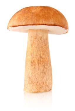 Cep (boletus mantarı)