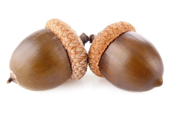 Pair acorn — Stock Photo, Image
