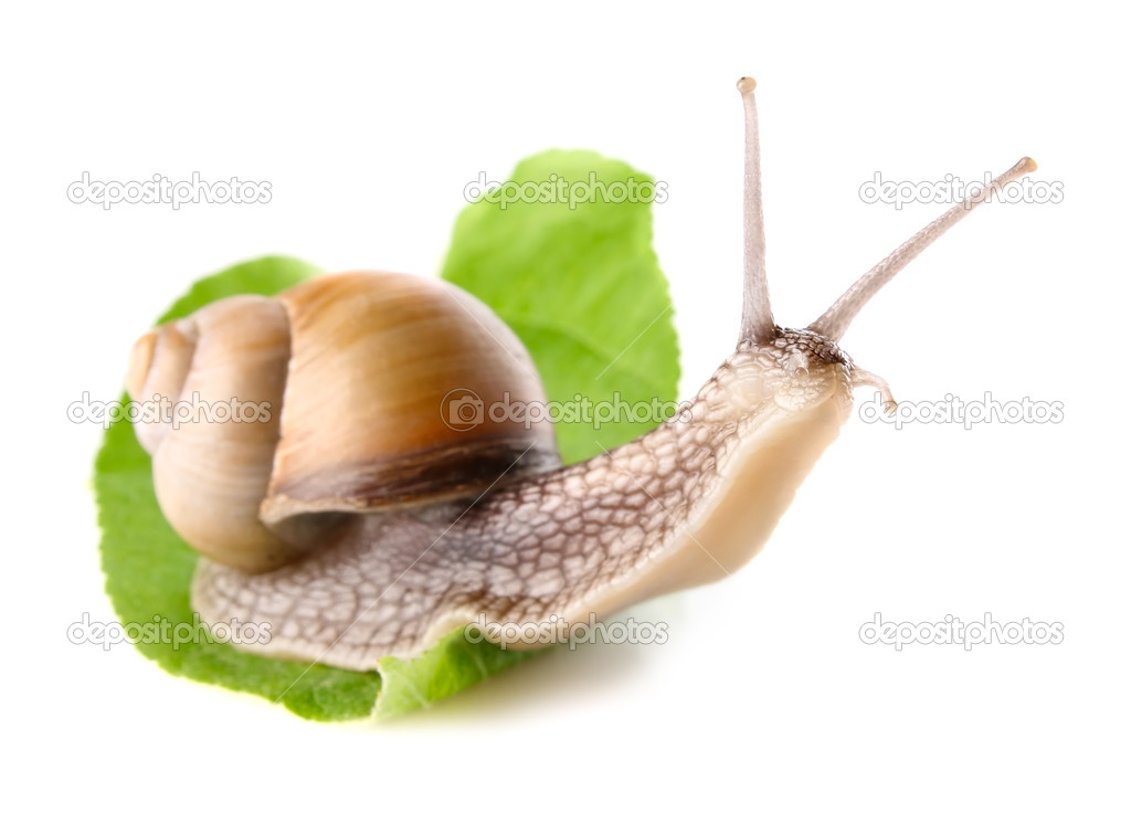 garden snail (Helix aspersa) on green leaf