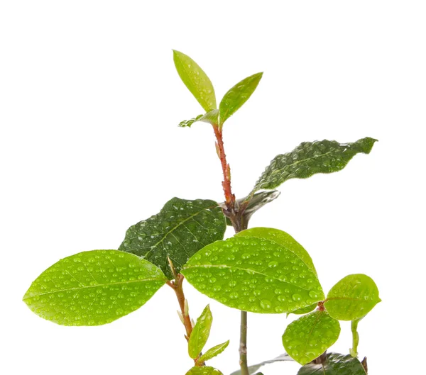 Gren lagerblad med droppe dagg — Stockfoto