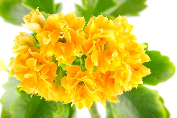 Flor naranja kalanchoe — Foto de Stock