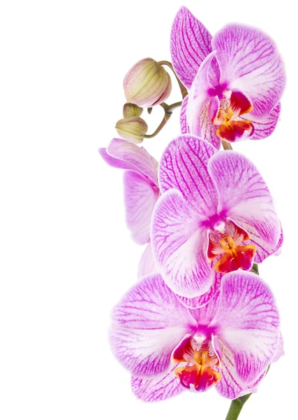 Orchidea lila Stock Kép