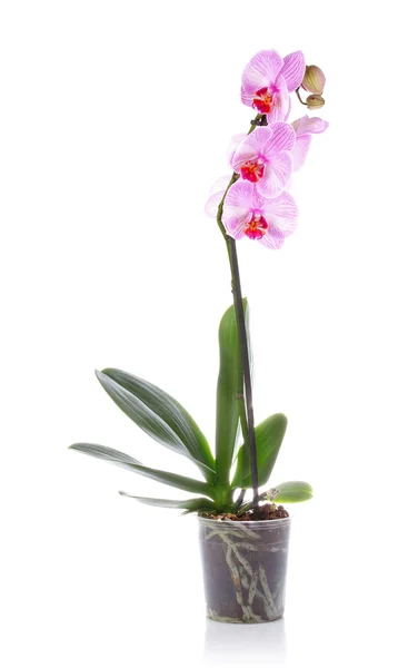 Бузковий орхідея в горщику — стокове фото