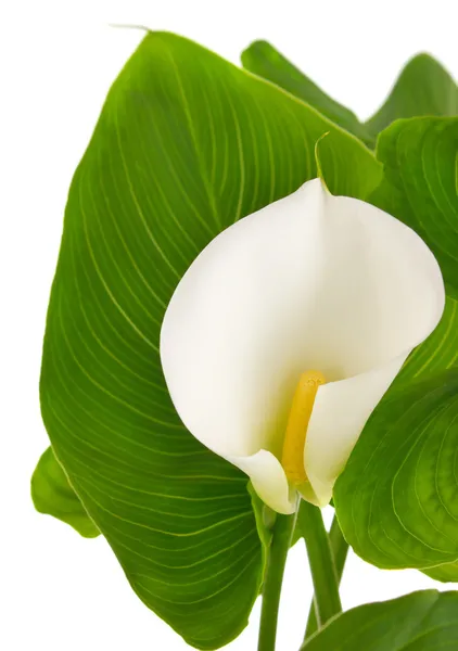Calla lilies with green leaves — Stock Photo, Image