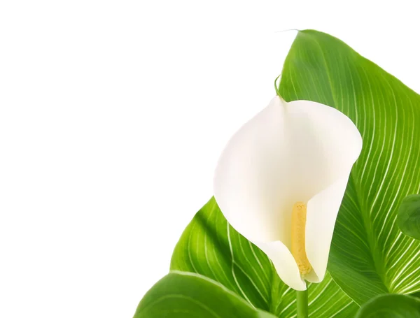 Calla lelies met groene bladeren Stockafbeelding