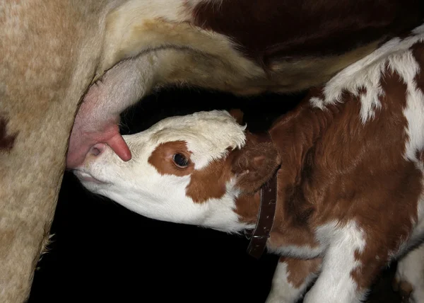 Calf suck milk — Stock Photo, Image