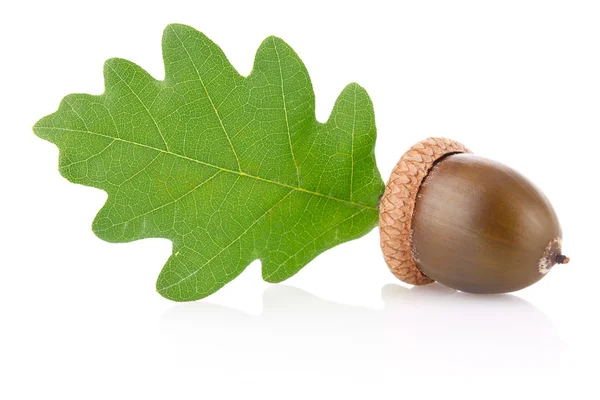 Acorn met groen blad Rechtenvrije Stockfoto's