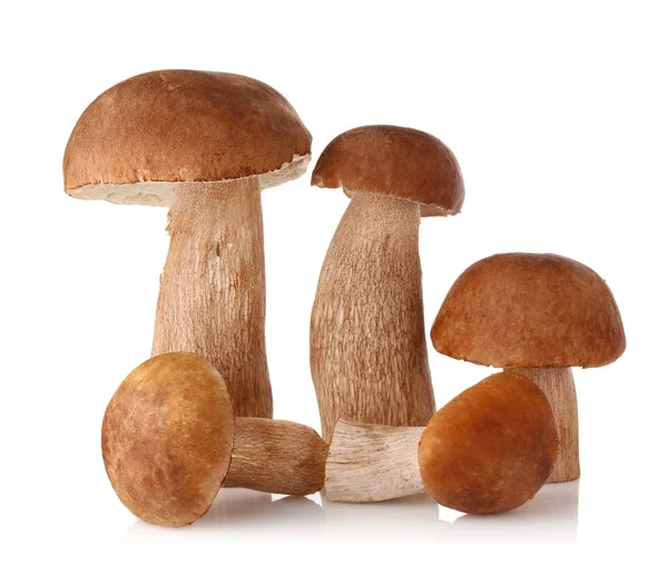 Öt vargánya (boletus edulis) Jogdíjmentes Stock Képek