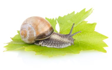 Yeşil yaprak üzerinde Bahçe salyangoz (Helix aspersa)