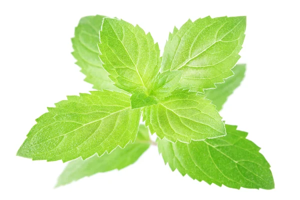 Daun mint segar — Stok Foto