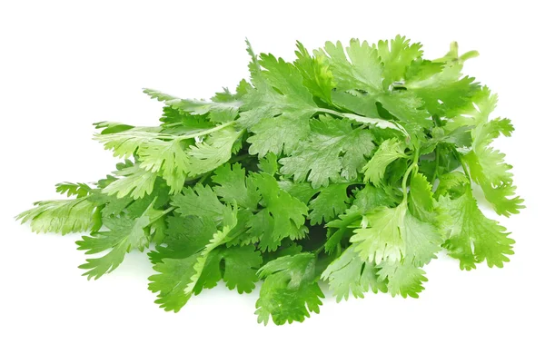 Φρέσκα φύλλα του cilantro — Φωτογραφία Αρχείου