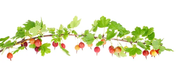 Ripe red gooseberry on branch with green leaves — Stock Photo, Image